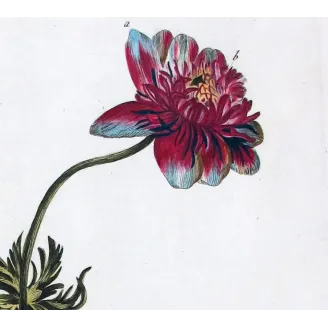 Anemone – 18th Century Hand-Colored Botanical Engraving
