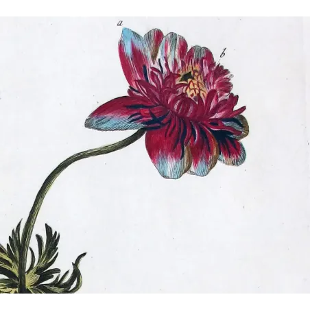 Anemone – 18th Century Hand-Colored Botanical Engraving