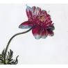 Anemone (Anemone tenuifolia) – Bold Hand-Colored Botanical Engraving, 18th Century