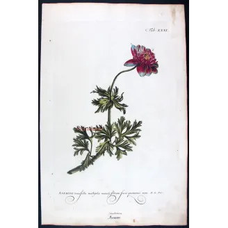 Anemone – 18th Century Hand-Colored Botanical Engraving