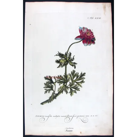 Anemone – 18th Century Hand-Colored Botanical Engraving