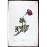 Anemone (Anemone tenuifolia) – Bold Hand-Colored Botanical Engraving, 18th Century