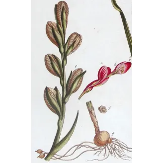 Pink Cunonia – 18th Century Hand-Colored Botanical Engraving