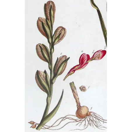 Pink Cunonia – 18th Century Hand-Colored Botanical Engraving