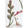 Pink Cunonia (Cunonia sp.) – Bold Hand-Colored Botanical Engraving, 18th Century
