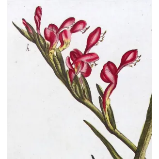 Pink Cunonia – 18th Century Hand-Colored Botanical Engraving