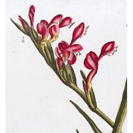 Pink Cunonia – 18th Century Hand-Colored Botanical Engraving
