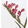 Pink Cunonia (Cunonia sp.) – Bold Hand-Colored Botanical Engraving, 18th Century