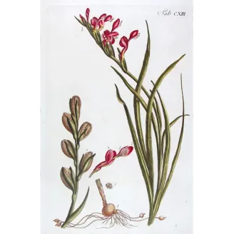 Pink Cunonia – 18th Century Hand-Colored Botanical Engraving