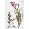Pink Cunonia (Cunonia sp.) – Bold Hand-Colored Botanical Engraving, 18th Century
