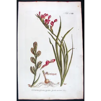 Pink Cunonia – 18th Century Hand-Colored Botanical Engraving