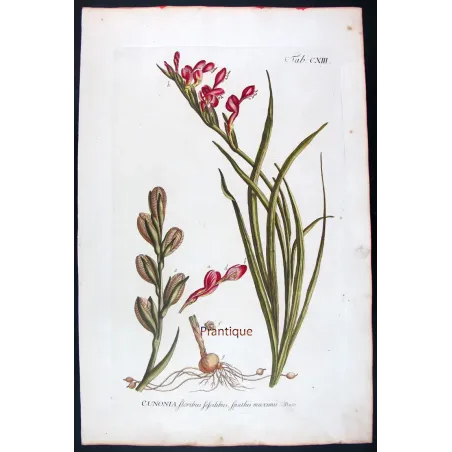 Pink Cunonia – 18th Century Hand-Colored Botanical Engraving