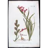 Pink Cunonia (Cunonia sp.) – Bold Hand-Colored Botanical Engraving, 18th Century