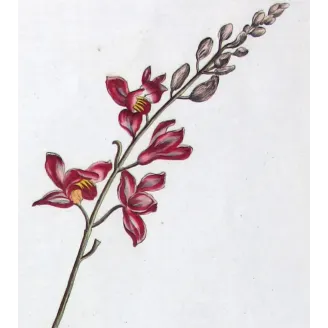 Helleborine – 18th Century Hand-Colored Botanical Engraving