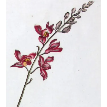 Helleborine – 18th Century Hand-Colored Botanical Engraving