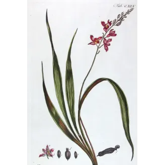 Helleborine – 18th Century Hand-Colored Botanical Engraving