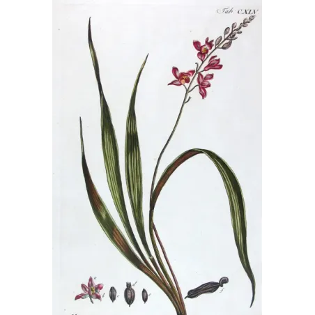 Helleborine – 18th Century Hand-Colored Botanical Engraving