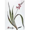 Helleborine (Epipactis sp.) – 18th Century Hand-Colored Botanical Engraving