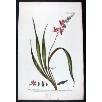 Helleborine – 18th Century Hand-Colored Botanical Engraving
