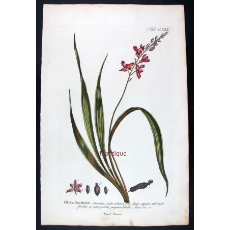 Helleborine – 18th Century Hand-Colored Botanical Engraving