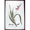 Helleborine (Epipactis sp.) – 18th Century Hand-Colored Botanical Engraving