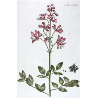 Dictamnus – 18th Century Hand-Colored Botanical Engraving