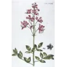 Dictamnus (Dictamnus albus) – 18th Century Hand-Colored Botanical Engraving