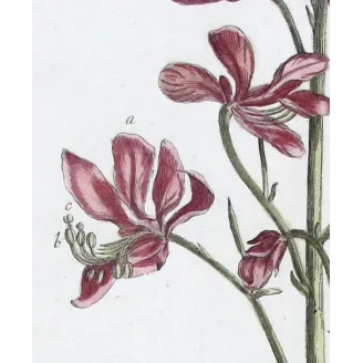 Dictamnus – 18th Century Hand-Colored Botanical Engraving