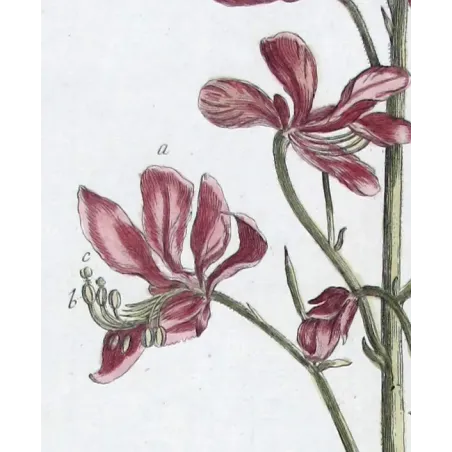 Dictamnus – 18th Century Hand-Colored Botanical Engraving