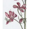 Dictamnus (Dictamnus albus) – 18th Century Hand-Colored Botanical Engraving