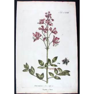 Dictamnus – 18th Century Hand-Colored Botanical Engraving