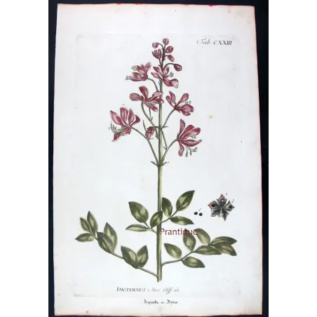 Dictamnus – 18th Century Hand-Colored Botanical Engraving