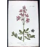 Dictamnus (Dictamnus albus) – 18th Century Hand-Colored Botanical Engraving