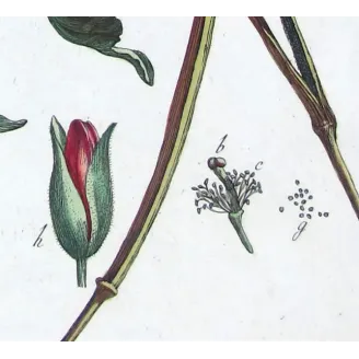 Glaucium – 18th Century Hand-Colored Botanical Engraving