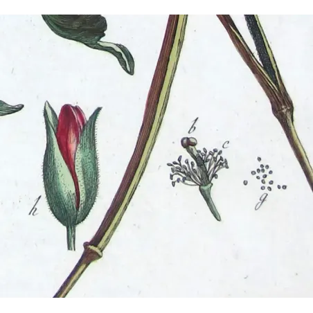 Glaucium – 18th Century Hand-Colored Botanical Engraving