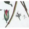 Glaucium (Glaucium sp.) – 18th Century Hand-Colored Botanical Engraving