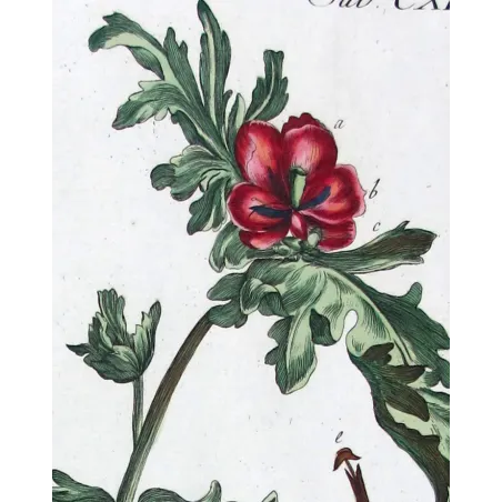 Glaucium – 18th Century Hand-Colored Botanical Engraving