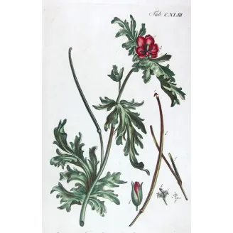 Glaucium – 18th Century Hand-Colored Botanical Engraving