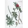 Glaucium (Glaucium sp.) – 18th Century Hand-Colored Botanical Engraving