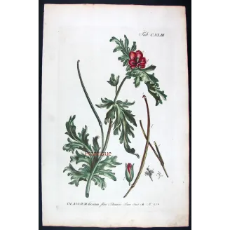 Glaucium – 18th Century Hand-Colored Botanical Engraving