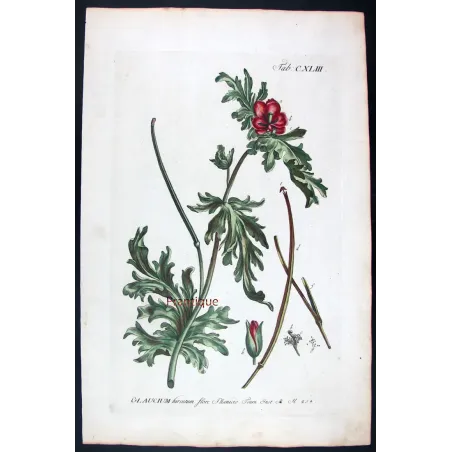 Glaucium – 18th Century Hand-Colored Botanical Engraving