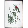 Glaucium (Glaucium sp.) – 18th Century Hand-Colored Botanical Engraving