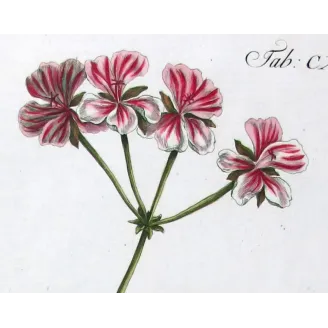 Geranium – 18th Century Hand-Colored Botanical Engraving