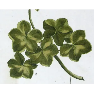 Geranium – 18th Century Hand-Colored Botanical Engraving
