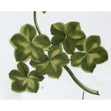 Geranium – 18th Century Hand-Colored Botanical Engraving
