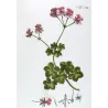 Geranium (Pelargonium sp.) – 18th Century Hand-Colored Botanical Engraving