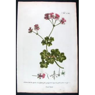 Geranium – 18th Century Hand-Colored Botanical Engraving