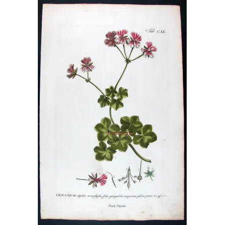 Geranium – 18th Century Hand-Colored Botanical Engraving