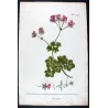 Geranium (Pelargonium sp.) – 18th Century Hand-Colored Botanical Engraving