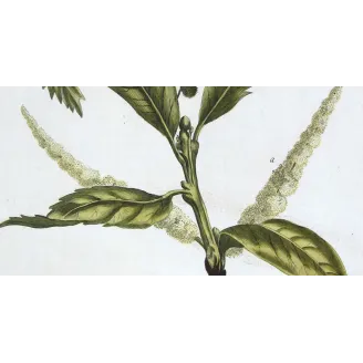 Chestnut Tree – Castanea sativa Antique Botanical Engraving